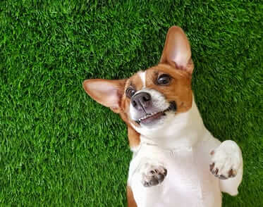dog services