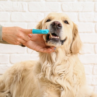 pet dentistry in UTAH