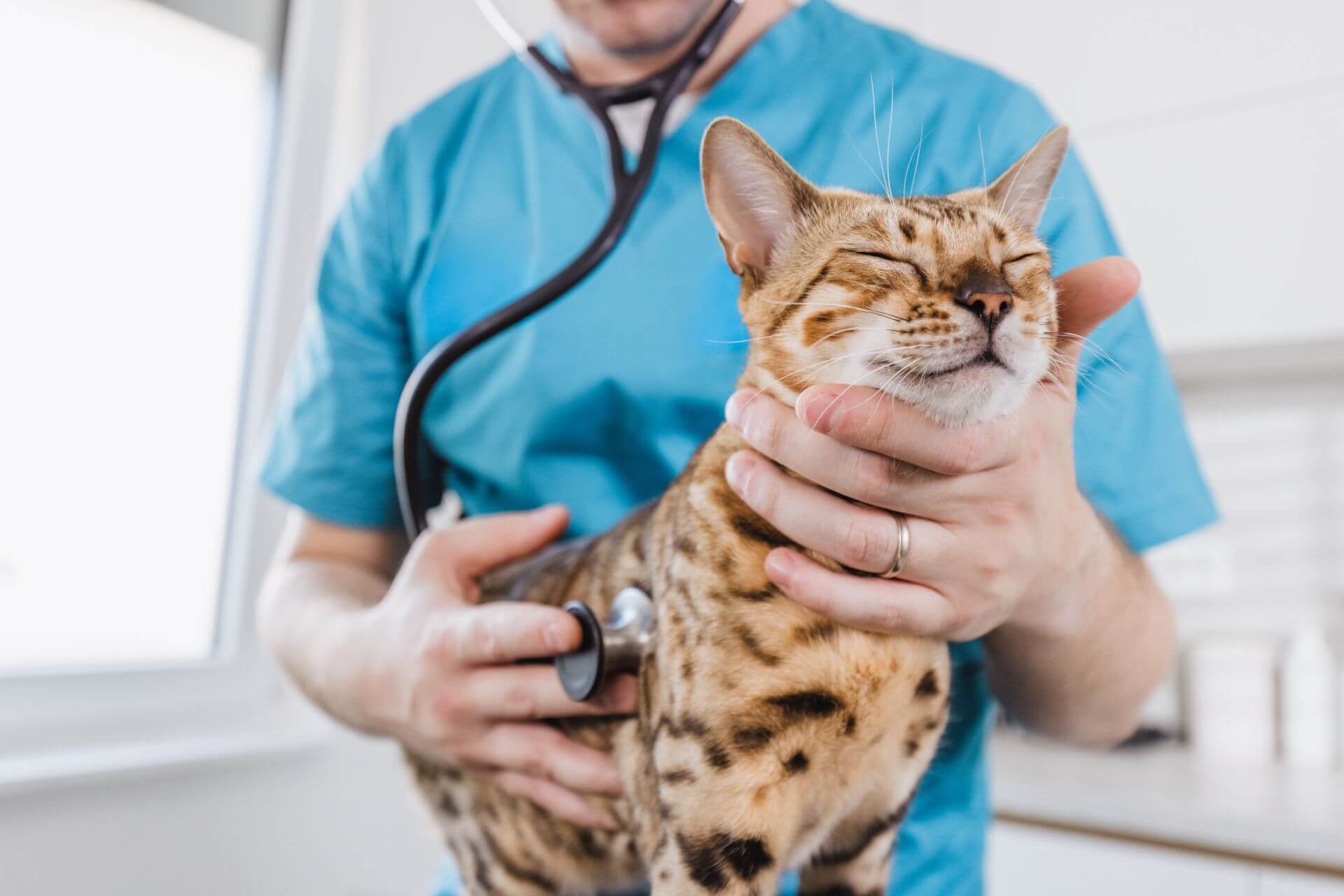 Cat being examined by veterinarian.