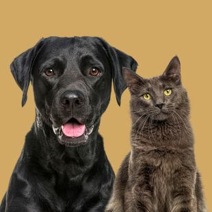 Dog and Cat General Service at A Gentle Vet