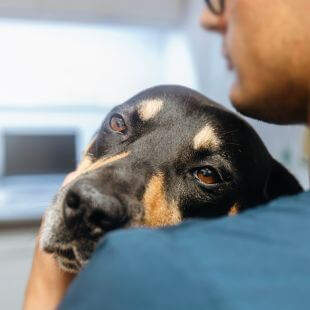 Urgent Care at A Gentle Vet