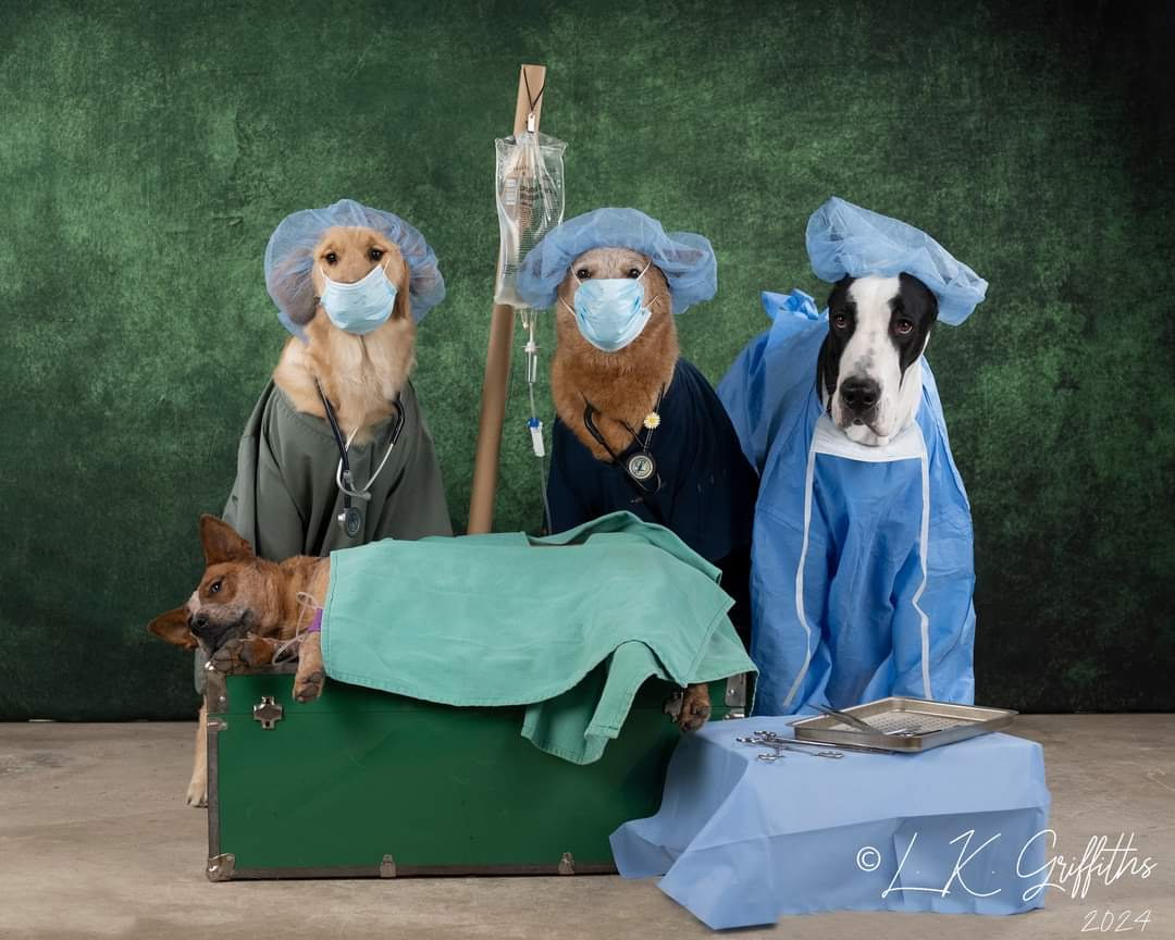 Pet receiving surgical care