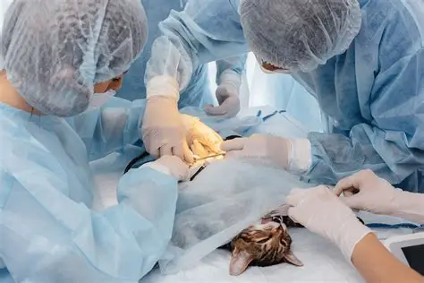 Veterinary surgery