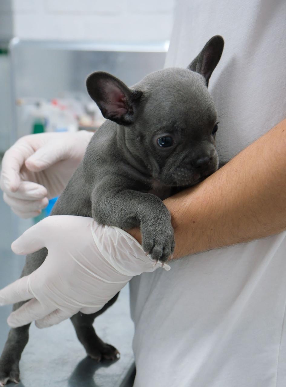 Puppy Surgery