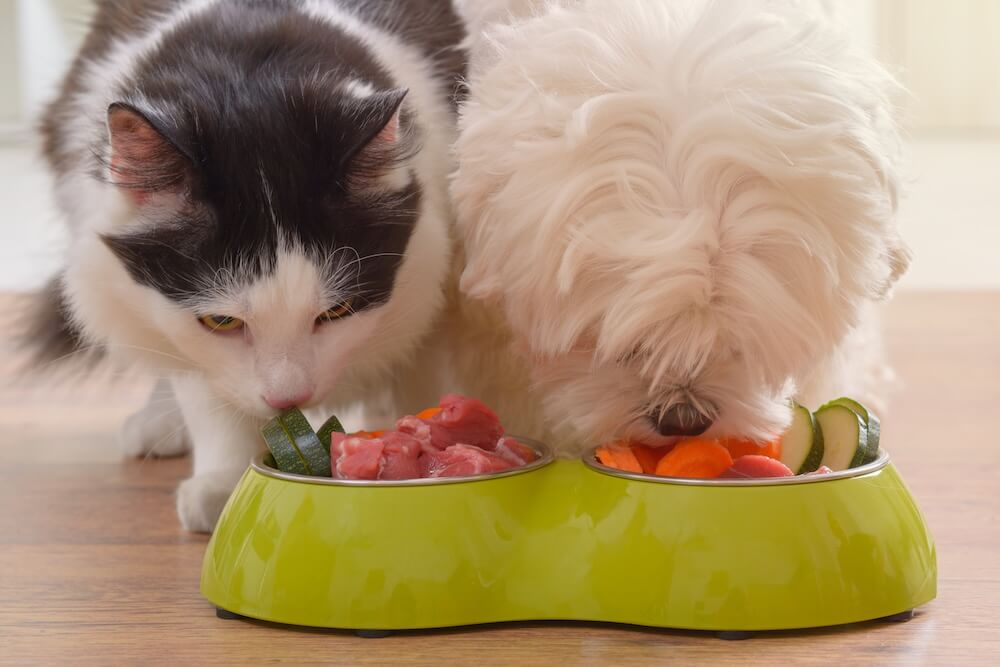 Prescription food in South Jordan UT cat and dog eating food 