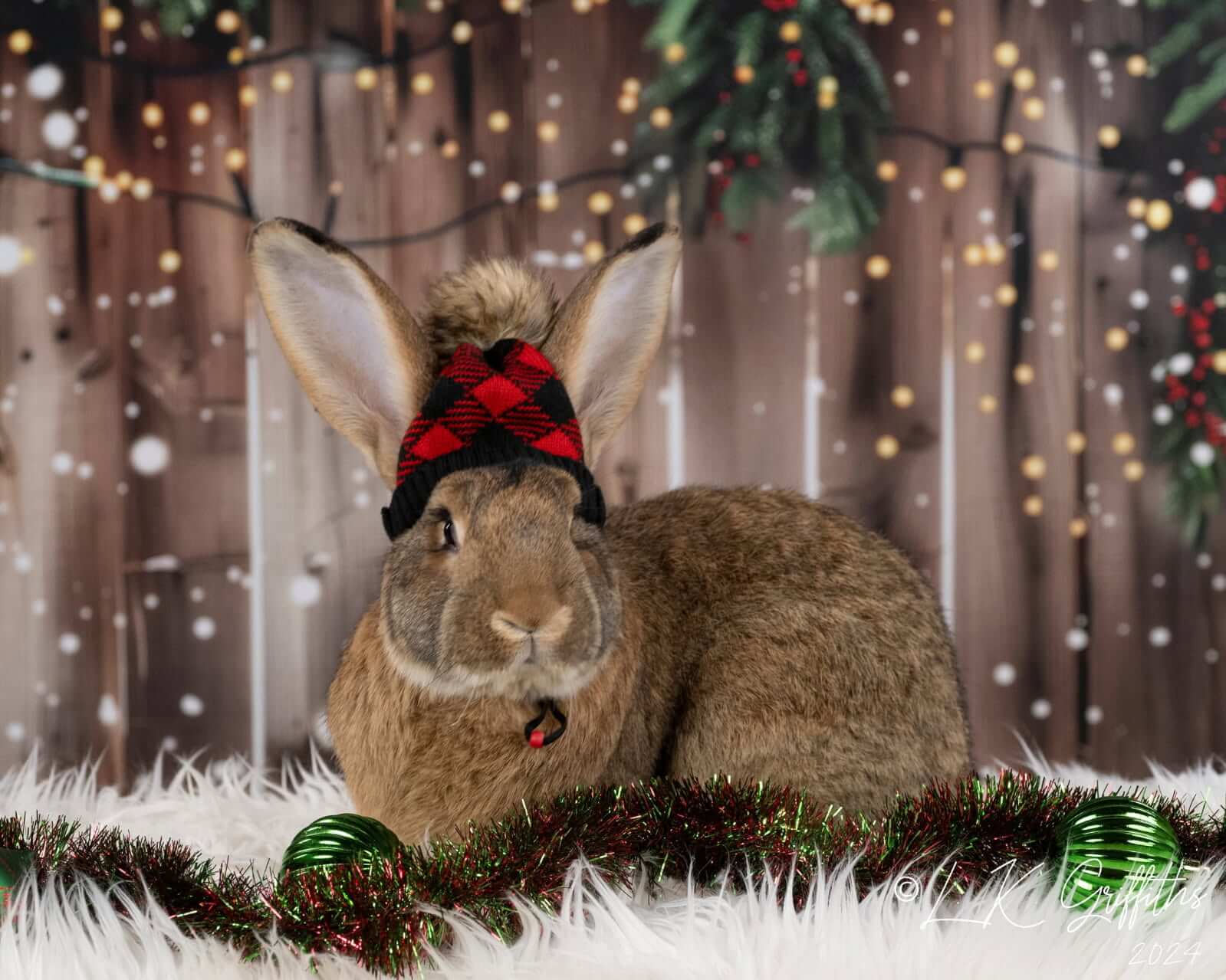 Bunny