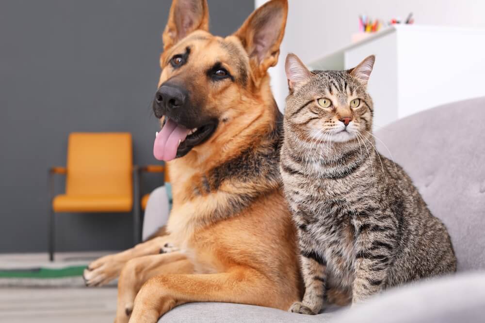Dog and cat on couch - new clients in South Jordan UT