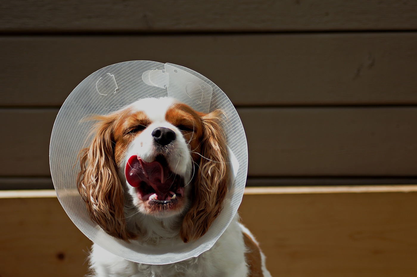Surgery Dog