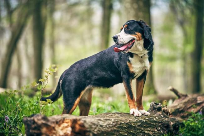 dog walking trail veterinary care in South Jordan UT